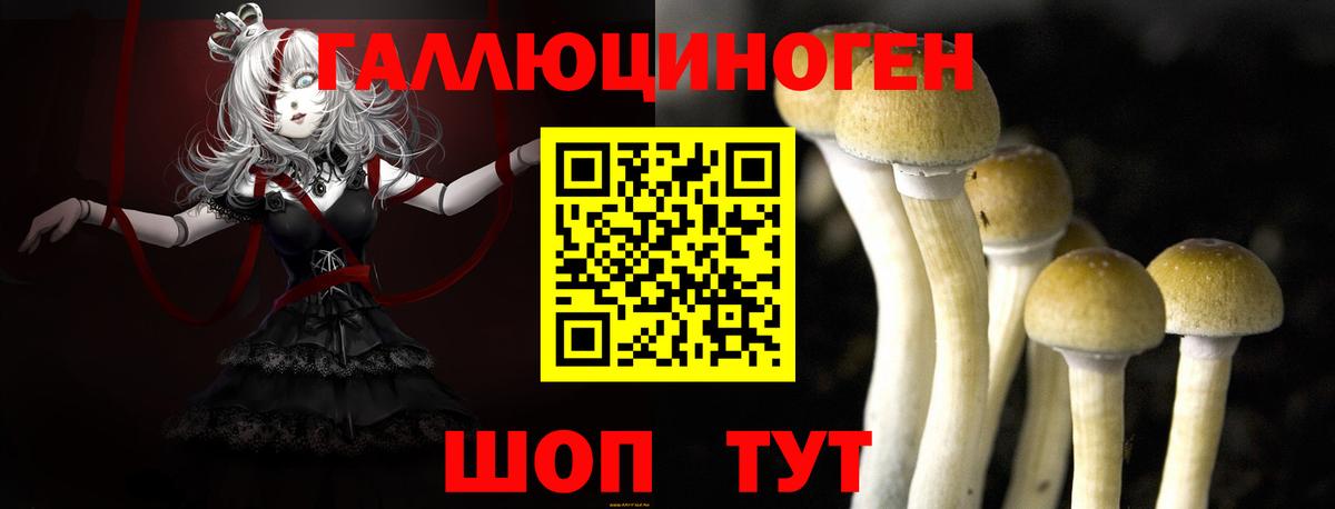 Псилоцибиновые грибы Psilocybe Краснокаменск